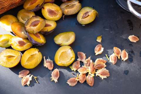 Zwetschgenkerne aus der Frucht entfernt